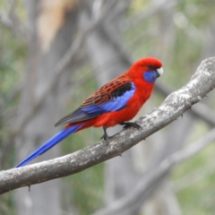 Platycercus elegans (Crimson Rosella) at Point 4152 - 5 Sep 2020 by MatthewFrawley