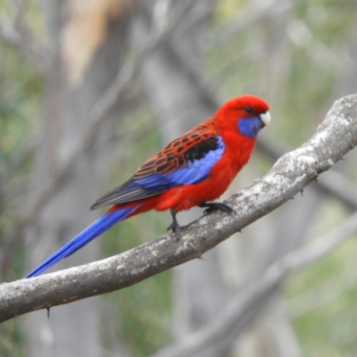 Platycercus elegans (Crimson Rosella) at Aranda Bushland - 5 Sep 2020 by MatthewFrawley