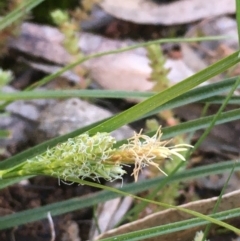Carex breviculmis (Short-Stem Sedge) at Mount Ainslie - 7 Sep 2020 by JaneR