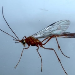 Enicospilus CNM sp1 (An Ophioninae Wasp) at Ainslie, ACT - 7 Sep 2020 by jb2602