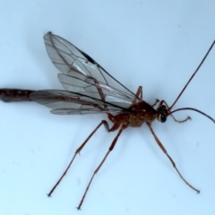 Enicospilus CNM sp1 at Ainslie, ACT - 7 Sep 2020