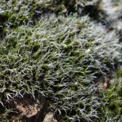 Grimmia sp. (A moss) at Carwoola, NSW - 6 Sep 2020 by JanetRussell