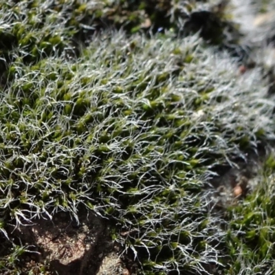 Grimmia sp. (A moss) at QPRC LGA - 6 Sep 2020 by JanetRussell