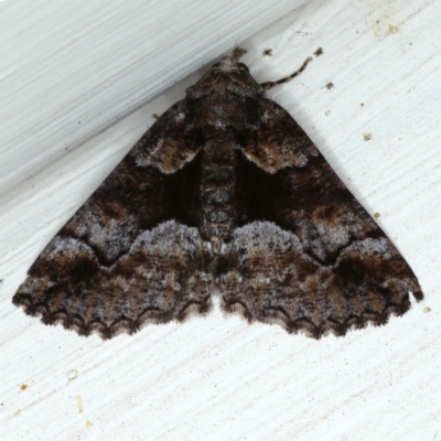 Gastrina cristaria (Wave-lined Geometrid) at Ainslie, ACT - 6 Sep 2020 by jb2602