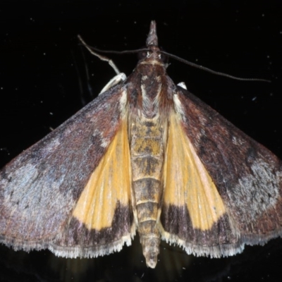 Uresiphita ornithopteralis (Tree Lucerne Moth) at Ainslie, ACT - 5 Sep 2020 by jb2602