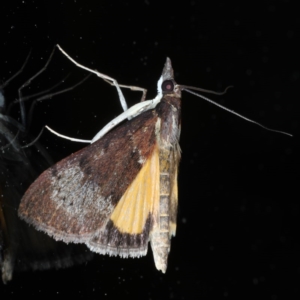 Uresiphita ornithopteralis at Ainslie, ACT - 5 Sep 2020 07:17 PM