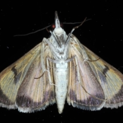 Uresiphita ornithopteralis at Ainslie, ACT - 5 Sep 2020