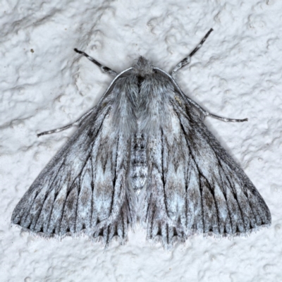 Cyneoterpna wilsoni (Cyneoterpna wilsoni) at Ainslie, ACT - 5 Sep 2020 by jb2602