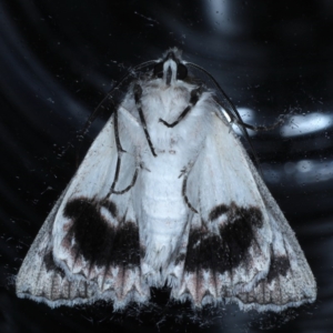 Cyneoterpna wilsoni at Ainslie, ACT - 5 Sep 2020