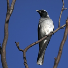 Coracina novaehollandiae (Black-faced Cuckooshrike) at Mitchell, ACT - 5 Sep 2020 by jb2602