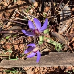 Cyanicula caerulea (Blue Fingers, Blue Fairies) at Sutton, NSW - 6 Sep 2020 by Gidgea