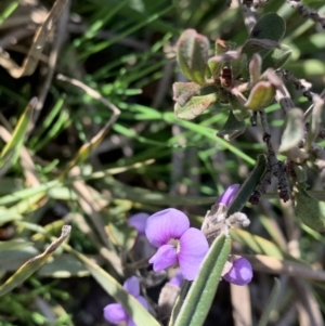 Hovea heterophylla at Nanima, NSW - 7 Sep 2020 12:14 PM