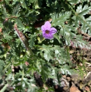 Erodium botrys at Nanima, NSW - 7 Sep 2020 12:16 PM