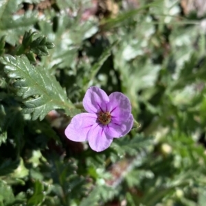 Erodium botrys at Nanima, NSW - 7 Sep 2020