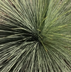 Xanthorrhoea sp. (Grass Tree) at Nanima, NSW - 7 Sep 2020 by 81mv