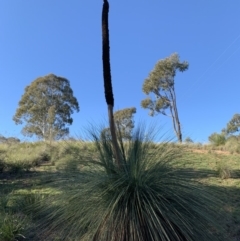 Xanthorrhoea glauca subsp. angustifolia at Nanima, NSW - suppressed