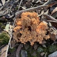 Ramaria sp. (genus) (A Coral fungus) at Nanima, NSW - 7 Sep 2020 by 81mv