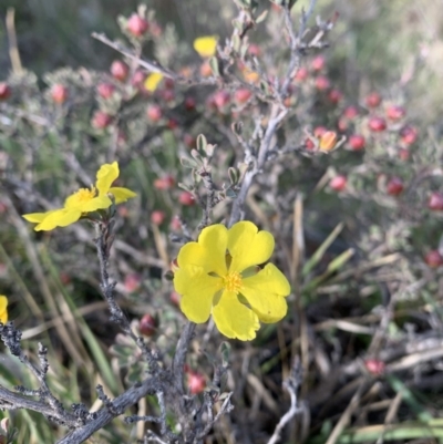 Hibbertia obtusifolia (Grey Guinea-flower) at Nanima, NSW - 7 Sep 2020 by 81mv