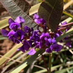 Hardenbergia violacea (False Sarsaparilla) at Nanima, NSW - 7 Sep 2020 by 81mv