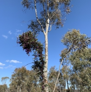 Hardenbergia violacea at Nanima, NSW - 7 Sep 2020