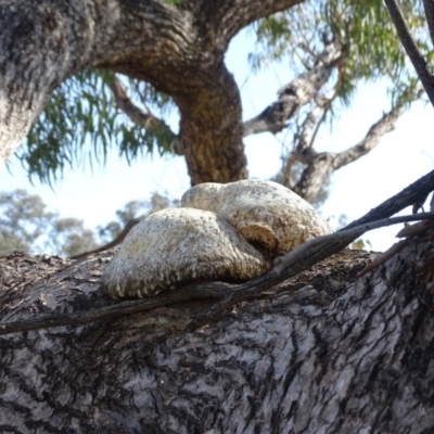 Laetiporus portentosus (White Punk) at O'Malley, ACT - 6 Sep 2020 by Mike