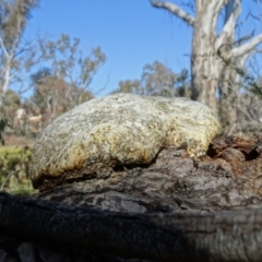 Laetiporus portentosus at O'Malley, ACT - 7 Sep 2020