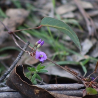 Hardenbergia violacea (False Sarsaparilla) at Mongarlowe, NSW - 7 Sep 2020 by LisaH