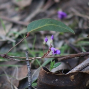 Hardenbergia violacea at Mongarlowe, NSW - suppressed