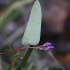 Hardenbergia violacea at Mongarlowe, NSW - suppressed