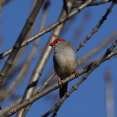 Neochmia temporalis (Red-browed Finch) at Mitchell, ACT - 5 Sep 2020 by jbromilow50