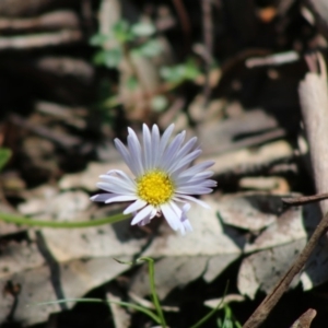 Brachyscome decipiens at Mongarlowe, NSW - suppressed