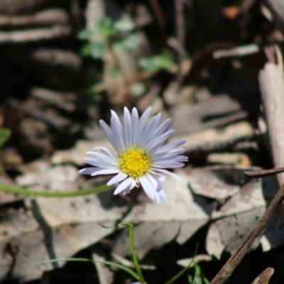 Brachyscome decipiens (Field Daisy) at Mongarlowe, NSW - 7 Sep 2020 by LisaH