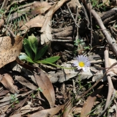 Brachyscome decipiens at Mongarlowe, NSW - suppressed