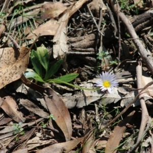 Brachyscome decipiens at Mongarlowe, NSW - suppressed