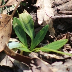 Brachyscome decipiens at Mongarlowe, NSW - 7 Sep 2020