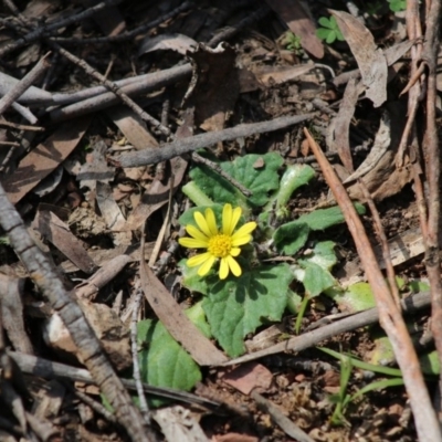 Cymbonotus sp. (preissianus or lawsonianus) (Bears Ears) at Mongarlowe River - 7 Sep 2020 by LisaH