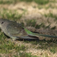 Psephotus haematonotus (Red-rumped Parrot) at Mitchell, ACT - 5 Sep 2020 by jb2602