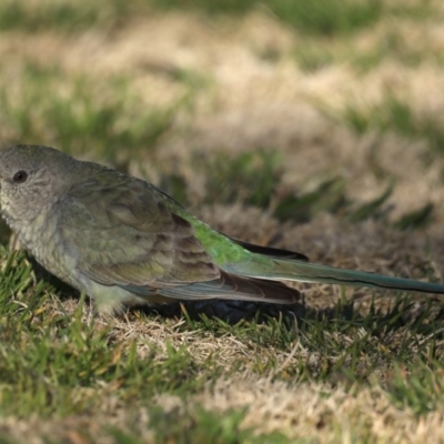 Psephotus haematonotus (Red-rumped Parrot) at Mitchell, ACT - 5 Sep 2020 by jb2602