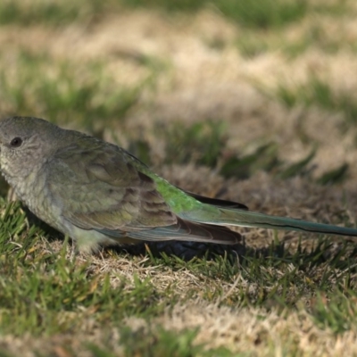 Psephotus haematonotus (Red-rumped Parrot) at Mitchell, ACT - 5 Sep 2020 by jbromilow50