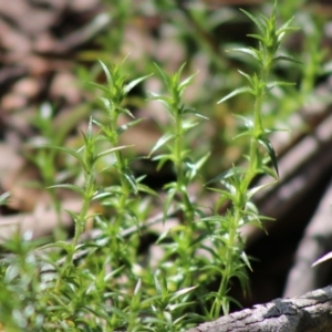 Stellaria pungens at Mongarlowe, NSW - suppressed