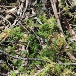 Stellaria pungens at Mongarlowe, NSW - suppressed