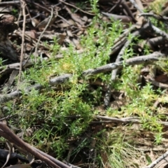 Stellaria pungens at Mongarlowe, NSW - suppressed