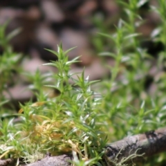 Stellaria pungens at Mongarlowe, NSW - suppressed