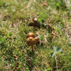 Unverified Fungus by LisaH