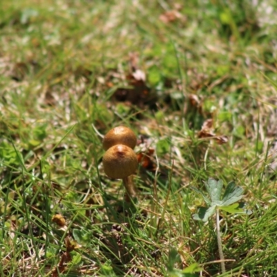 Unverified Fungus by LisaH