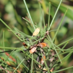 Hakea microcarpa (Small-fruit Hakea) at Mongarlowe River - 7 Sep 2020 by LisaH