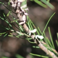 Hakea microcarpa at Mongarlowe, NSW - suppressed