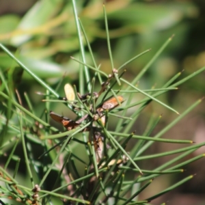 Hakea microcarpa at Mongarlowe, NSW - suppressed