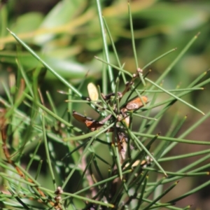 Hakea microcarpa at Mongarlowe, NSW - suppressed