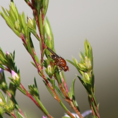 Sapromyza sp. (genus) (A lauxaniid fly) at Mongarlowe, NSW - 7 Sep 2020 by LisaH